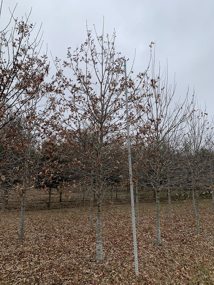 quercus-texana-nuttall-oak-quercus-nuttallii