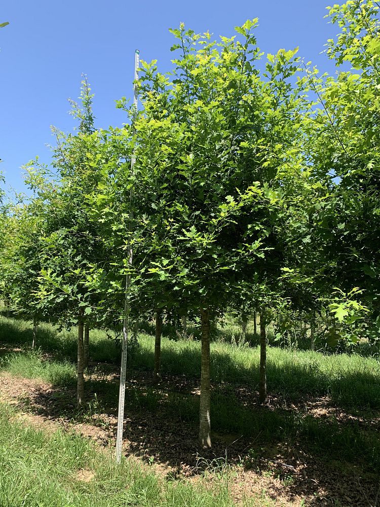 quercus-texana-nuttall-oak-quercus-nuttallii