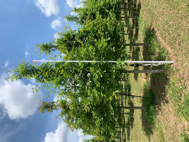 quercus-texana-nuttall-oak-quercus-nuttallii