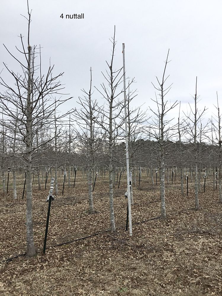 quercus-texana-nuttall-oak-quercus-nuttallii