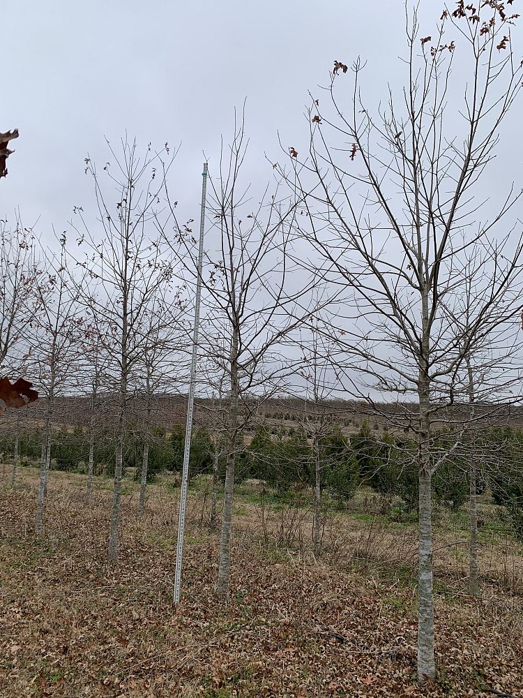 quercus-texana-nuttall-oak-quercus-nuttallii