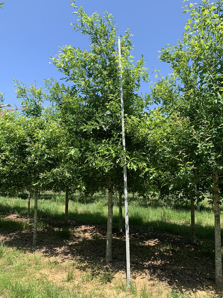 quercus-texana-nuttall-oak-quercus-nuttallii