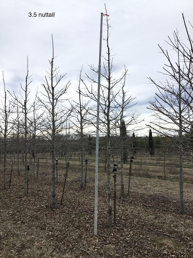 quercus-texana-nuttall-oak-quercus-nuttallii