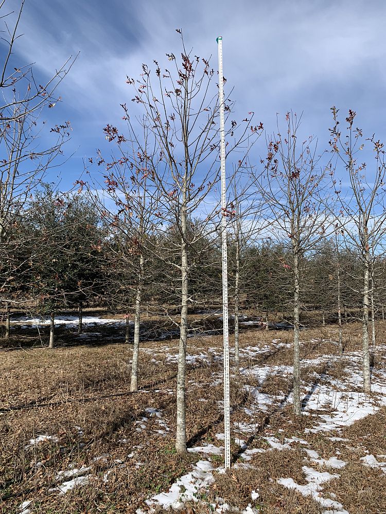 quercus-texana-nuttall-oak-quercus-nuttallii