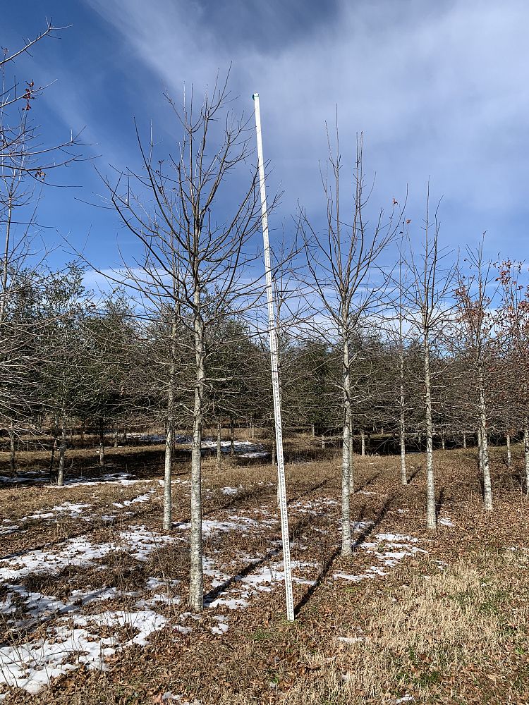 quercus-texana-nuttall-oak-quercus-nuttallii
