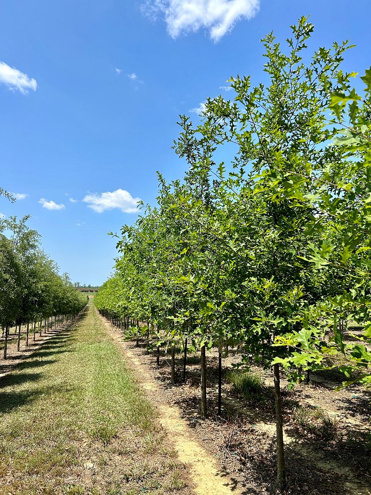 quercus-texana-nuttall-oak-quercus-nuttallii
