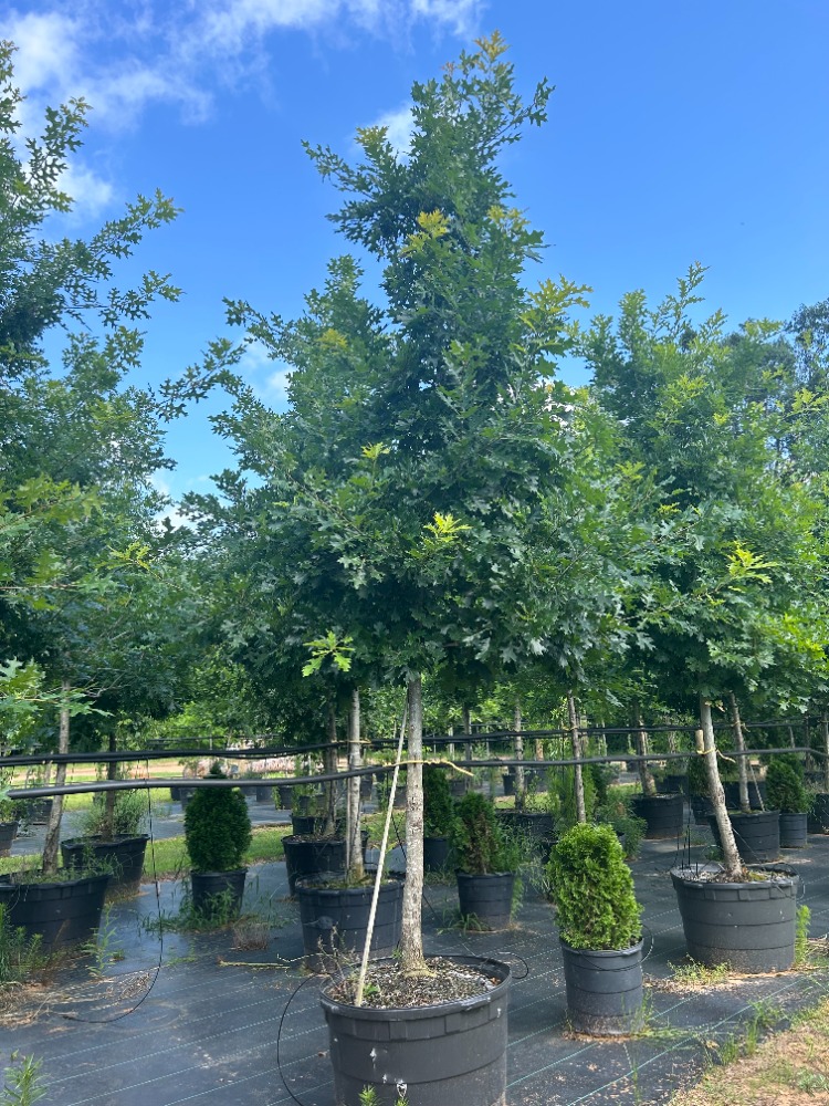 quercus-texana-nuttall-oak-quercus-nuttallii