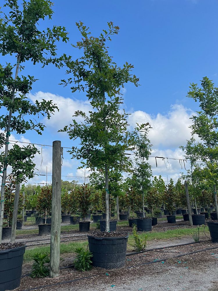 quercus-texana-nuttall-oak-quercus-nuttallii