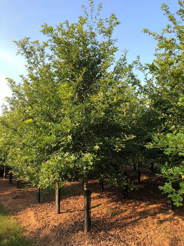 quercus-texana-nuttall-oak-quercus-nuttallii