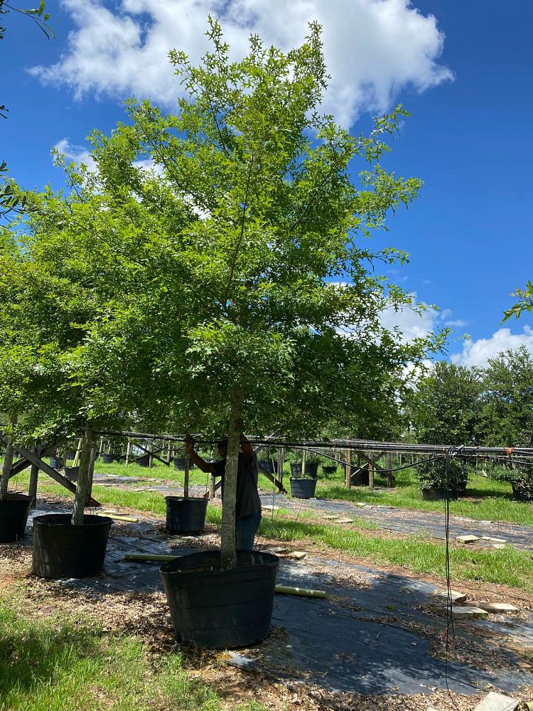quercus-texana-nuttall-oak-quercus-nuttallii