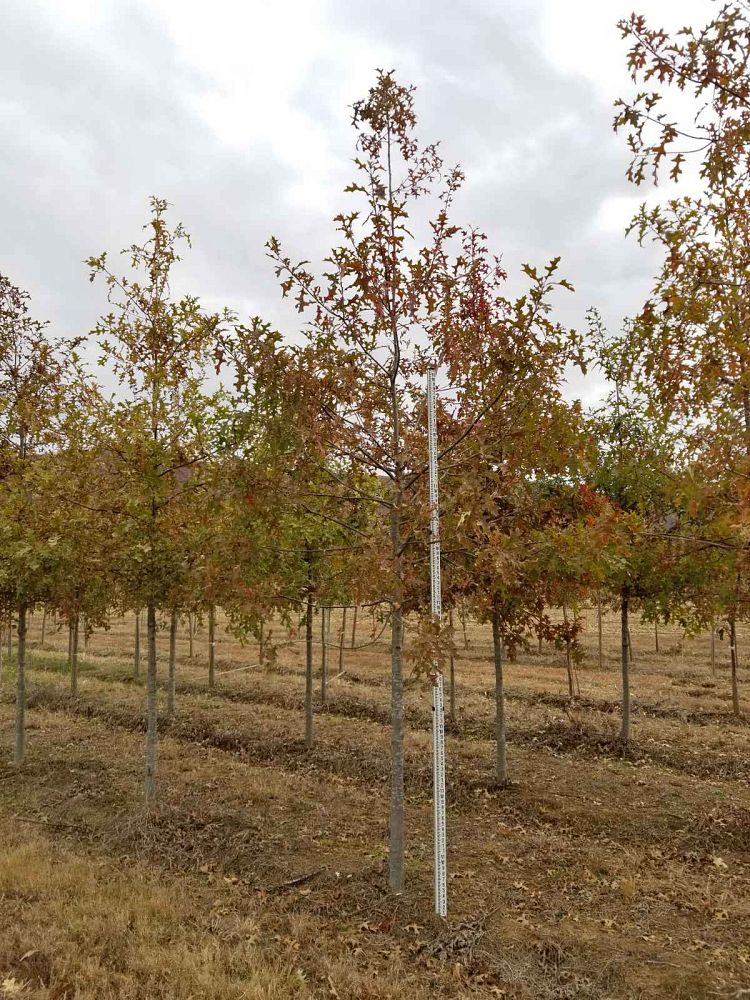 quercus-texana-nuttall-oak-quercus-nuttallii