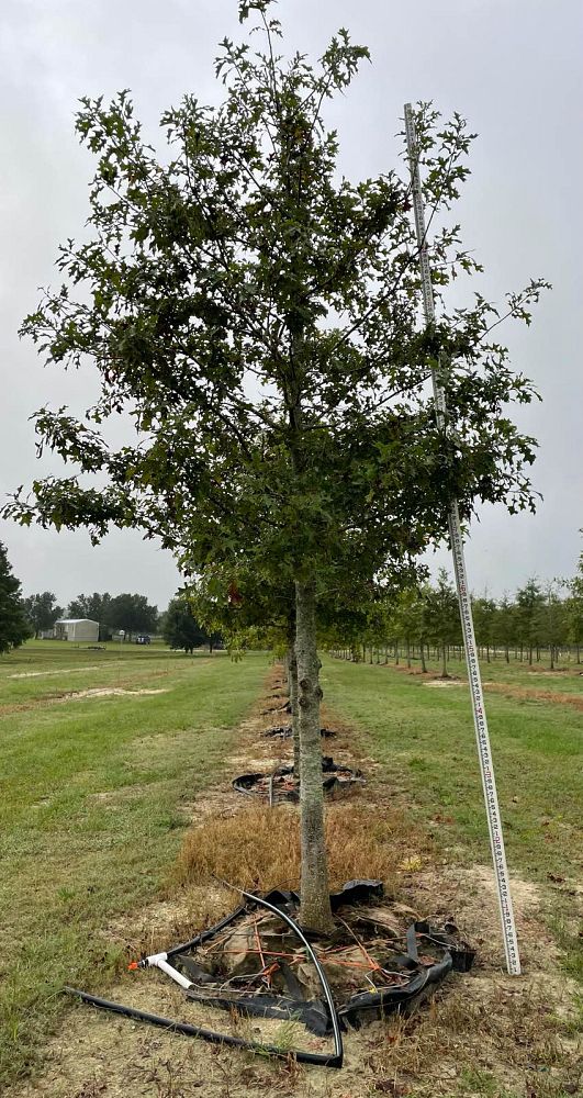 quercus-texana-nuttall-oak-quercus-nuttallii
