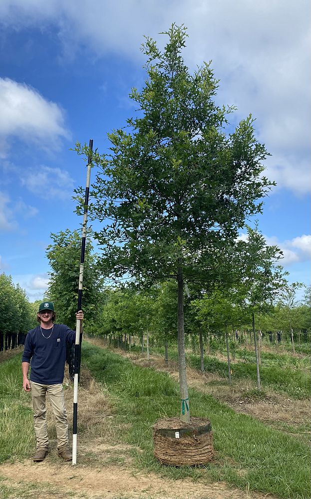 quercus-texana-nuttall-oak-quercus-nuttallii
