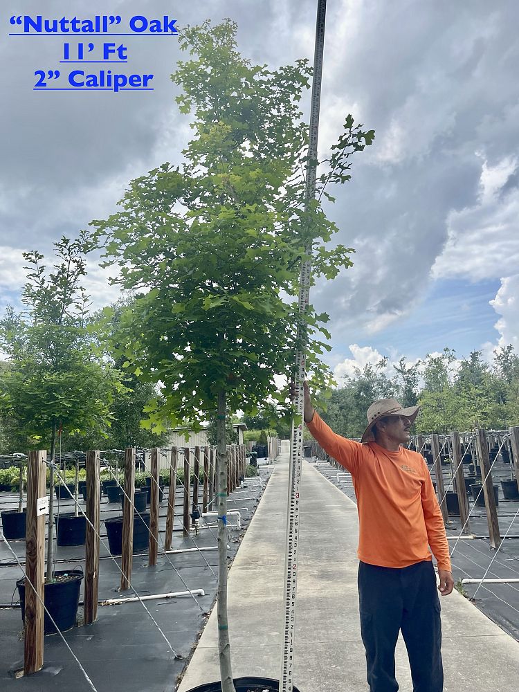 quercus-texana-nuttall-oak-quercus-nuttallii