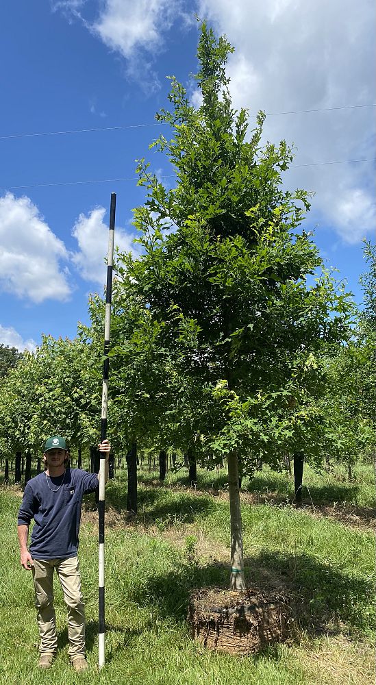 quercus-texana-nuttall-oak-quercus-nuttallii