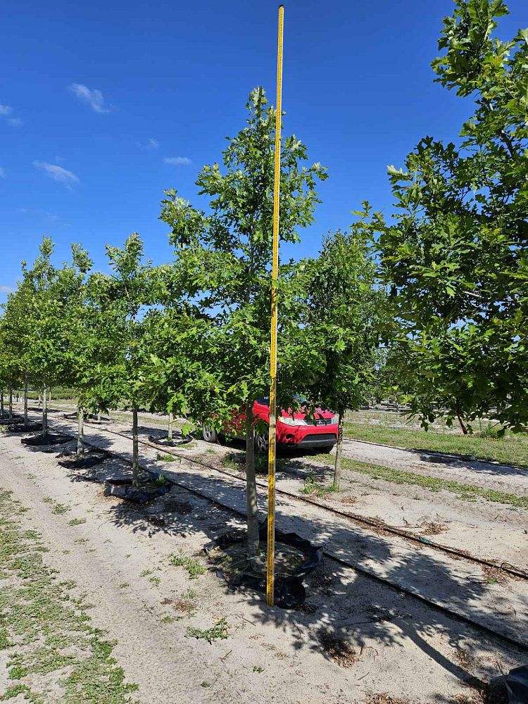quercus-texana-nuttall-oak-quercus-nuttallii
