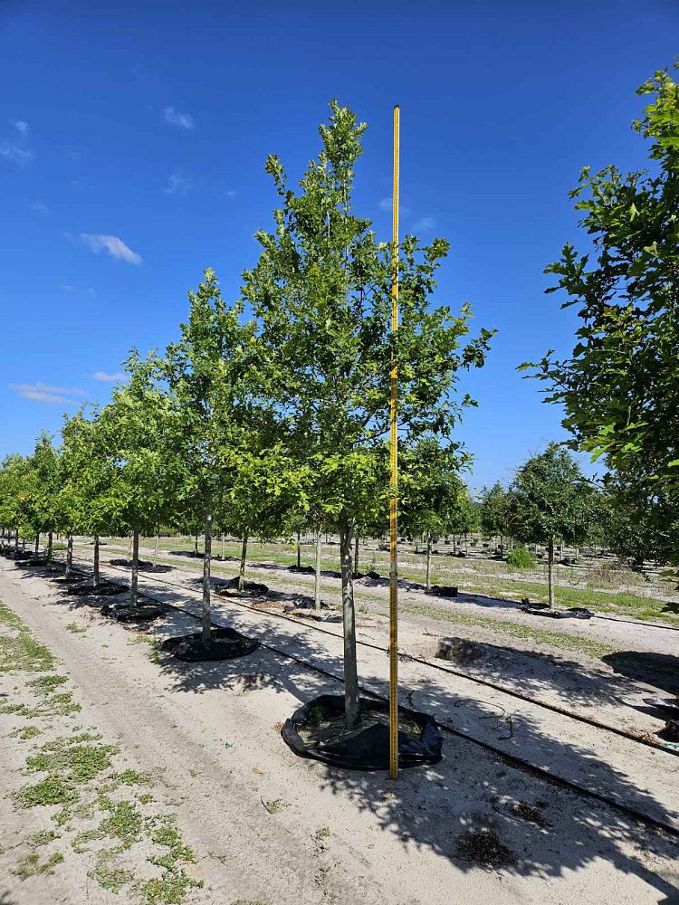 quercus-texana-nuttall-oak-quercus-nuttallii