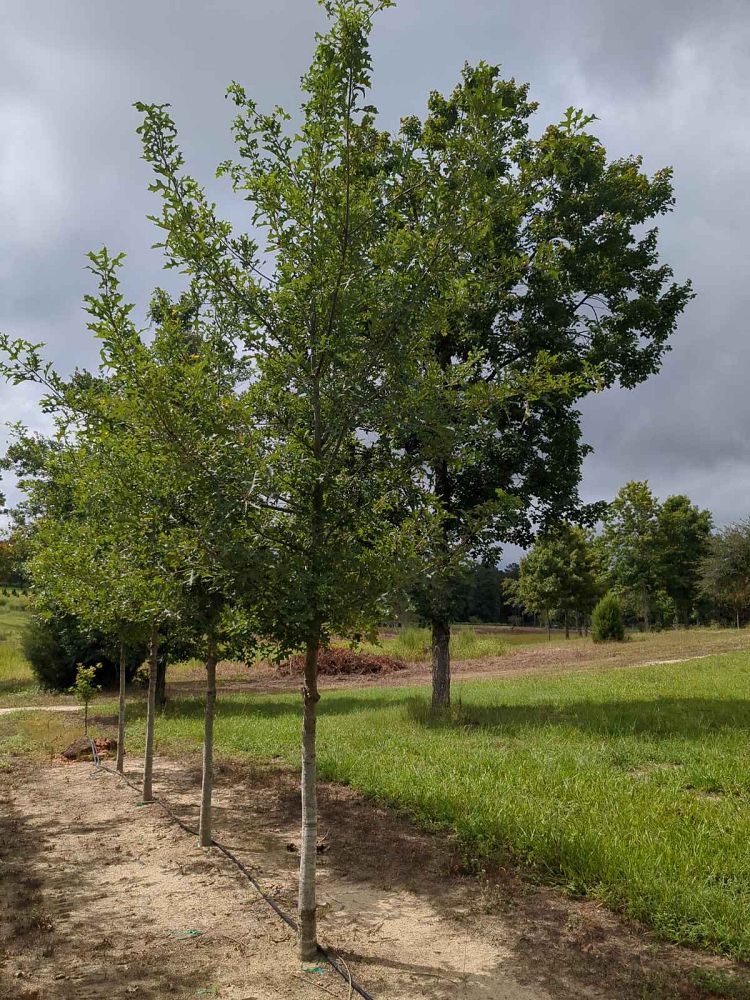 quercus-texana-nuttall-oak-quercus-nuttallii