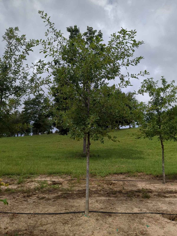 quercus-texana-nuttall-oak-quercus-nuttallii