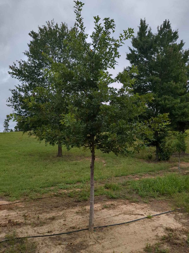 quercus-texana-nuttall-oak-quercus-nuttallii