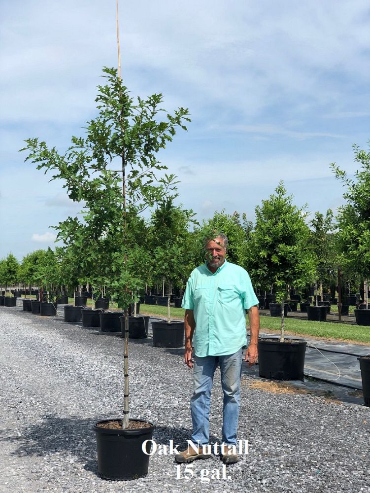 quercus-texana-nuttall-oak-quercus-nuttallii