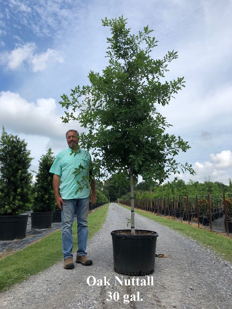 quercus-texana-nuttall-oak-quercus-nuttallii