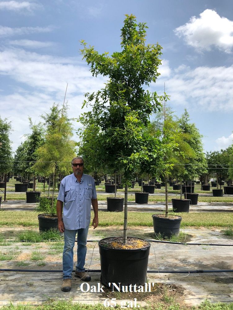 quercus-texana-nuttall-oak-quercus-nuttallii