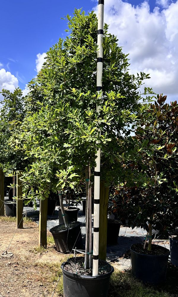 quercus-texana-nuttall-oak-quercus-nuttallii