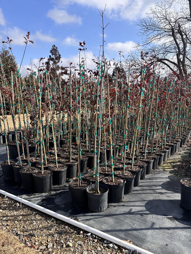 quercus-texana-nuttall-oak-quercus-nuttallii