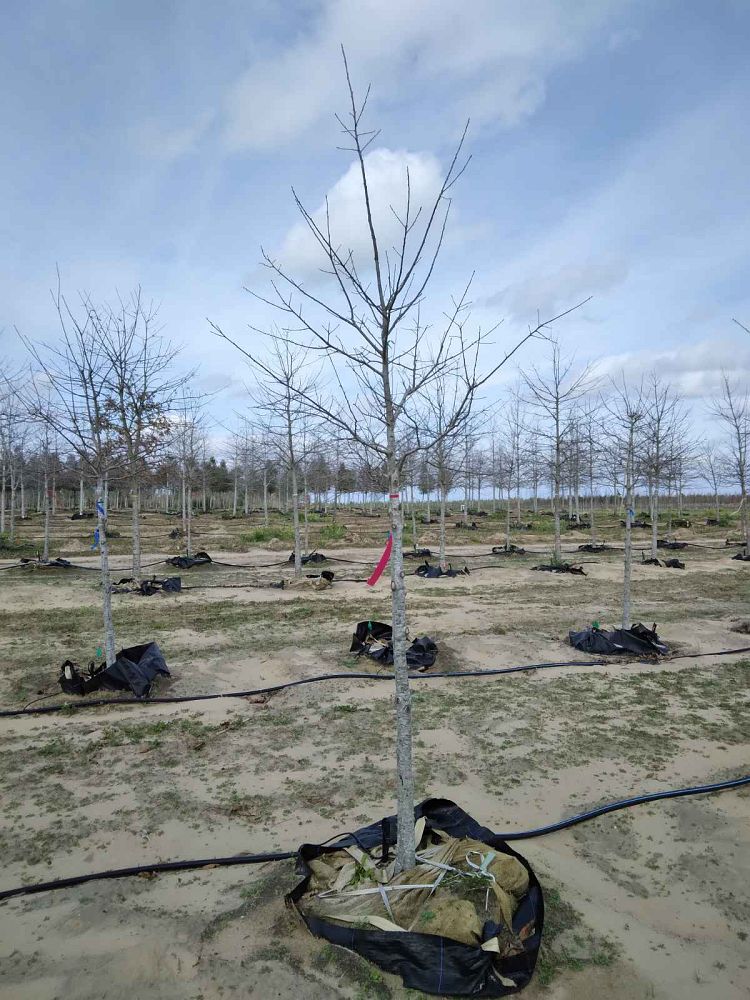 quercus-texana-nuttall-oak-quercus-nuttallii