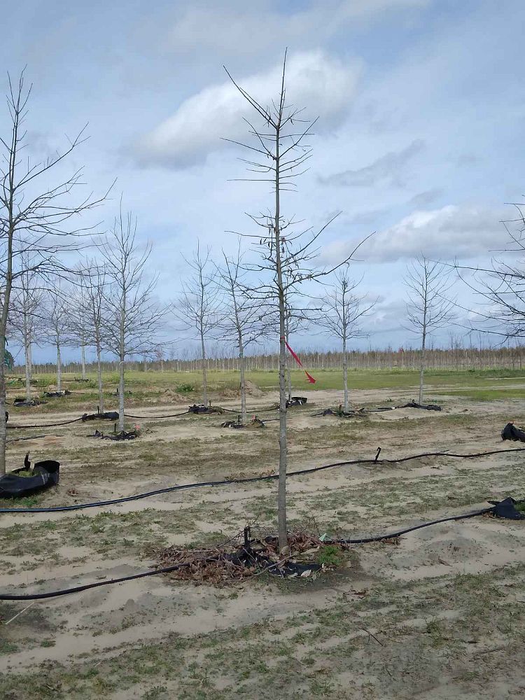 quercus-texana-nuttall-oak-quercus-nuttallii