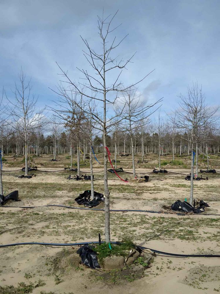 quercus-texana-nuttall-oak-quercus-nuttallii