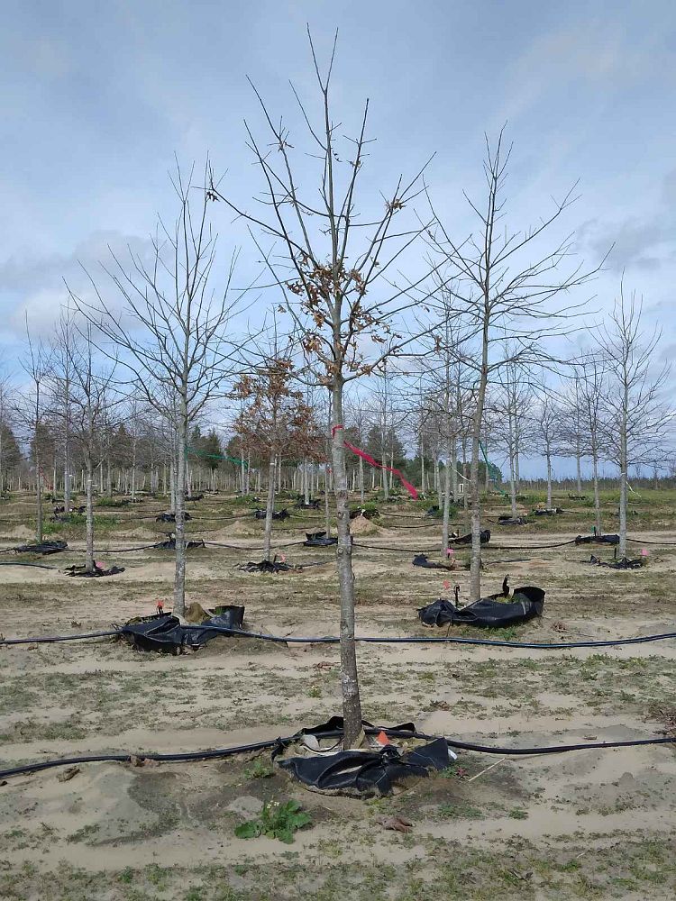 quercus-texana-nuttall-oak-quercus-nuttallii
