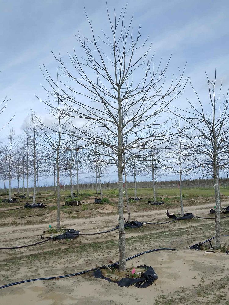 quercus-texana-nuttall-oak-quercus-nuttallii
