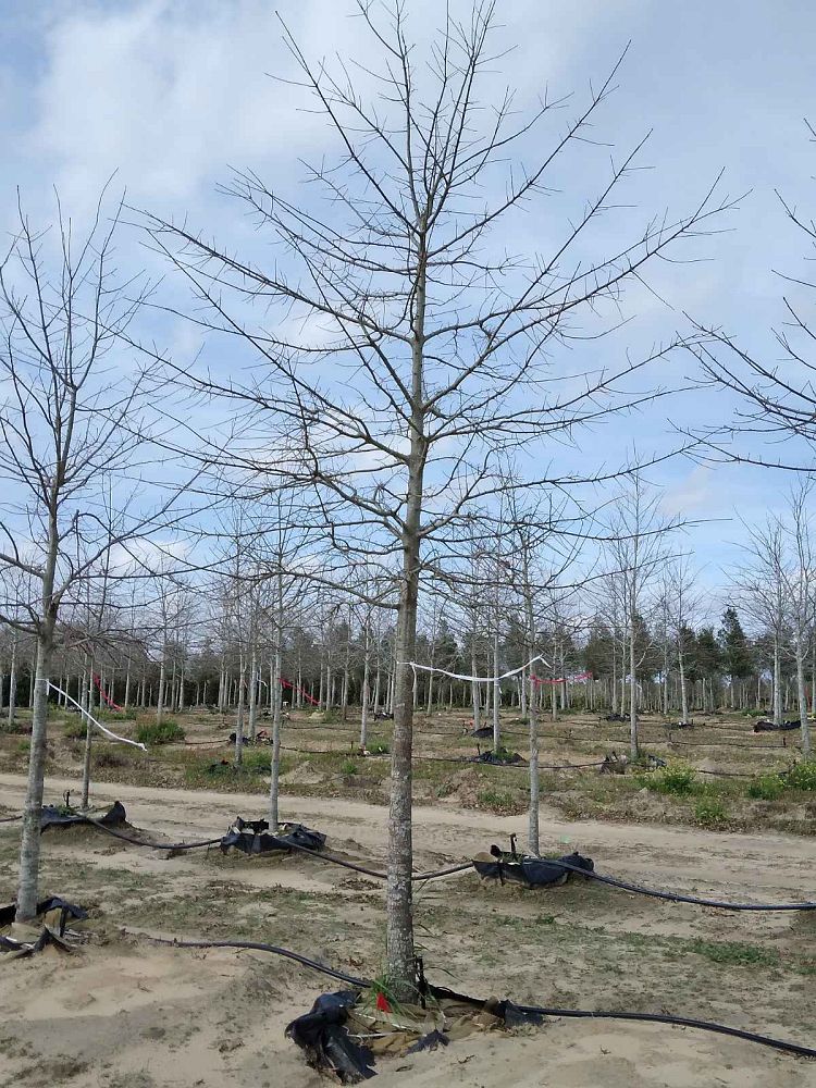 quercus-texana-nuttall-oak-quercus-nuttallii