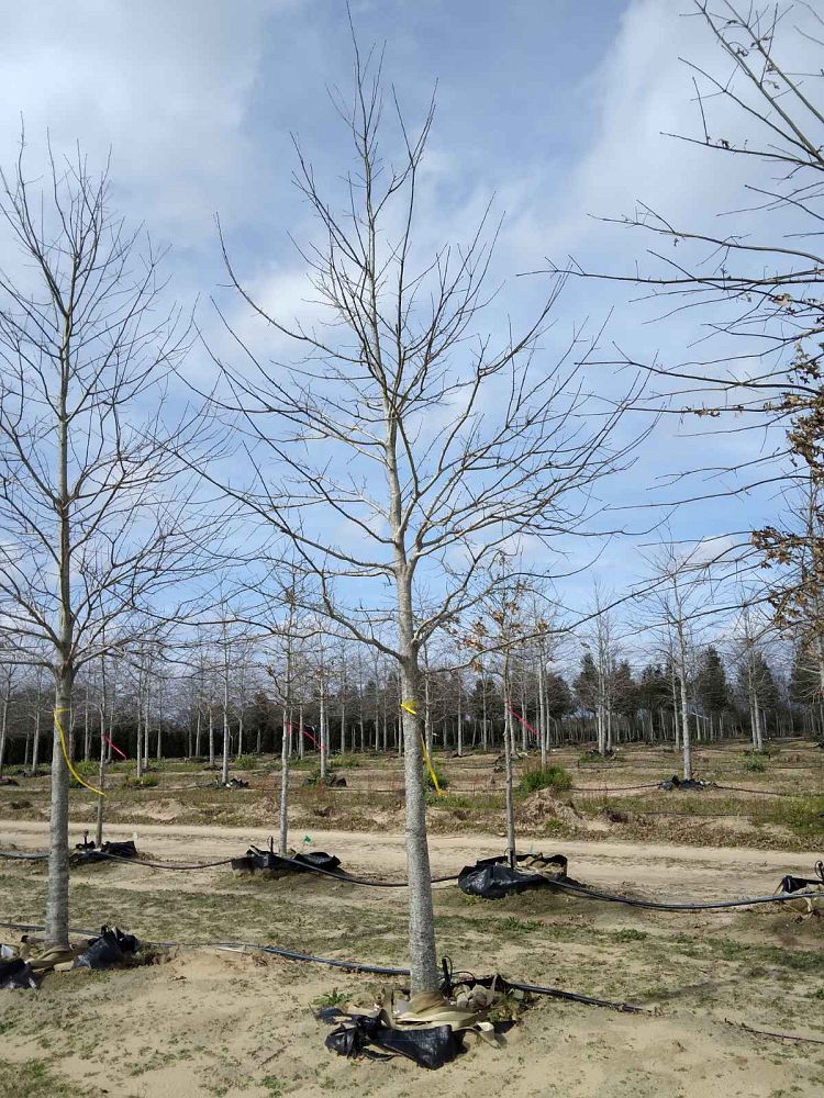 quercus-texana-nuttall-oak-quercus-nuttallii