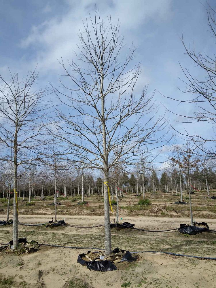 quercus-texana-nuttall-oak-quercus-nuttallii
