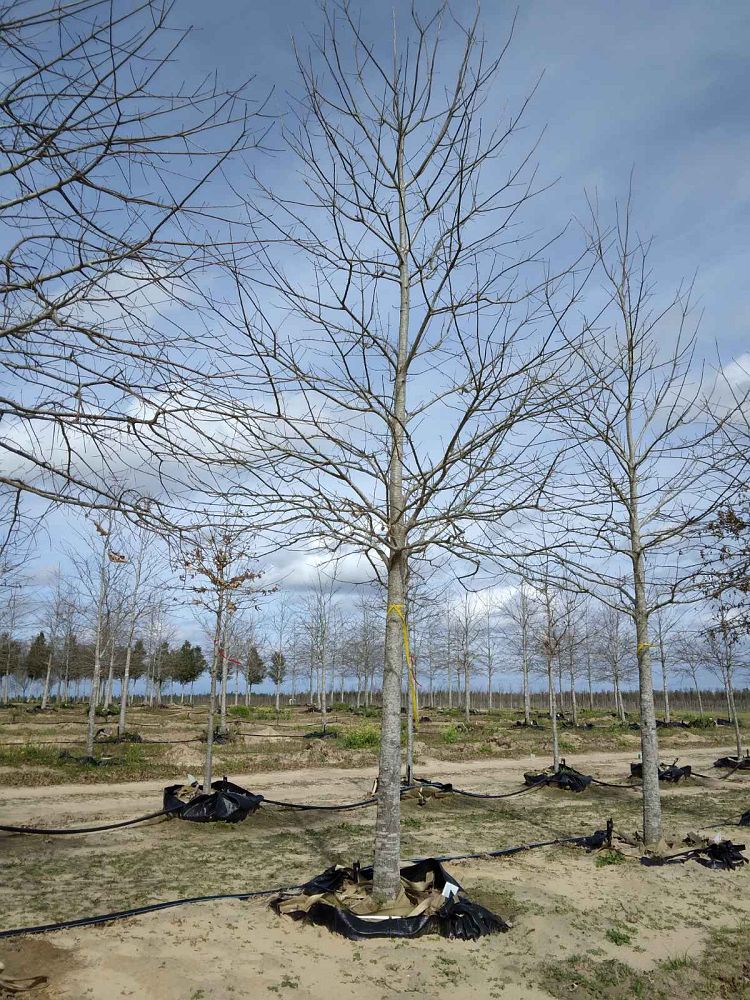 quercus-texana-nuttall-oak-quercus-nuttallii