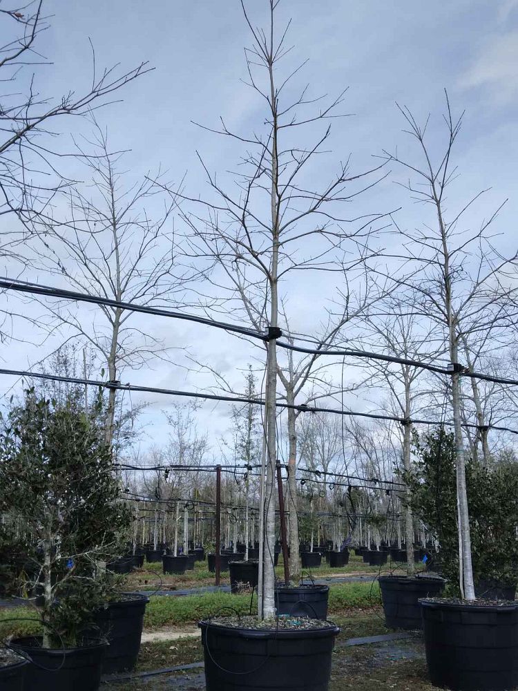 quercus-texana-nuttall-oak-quercus-nuttallii