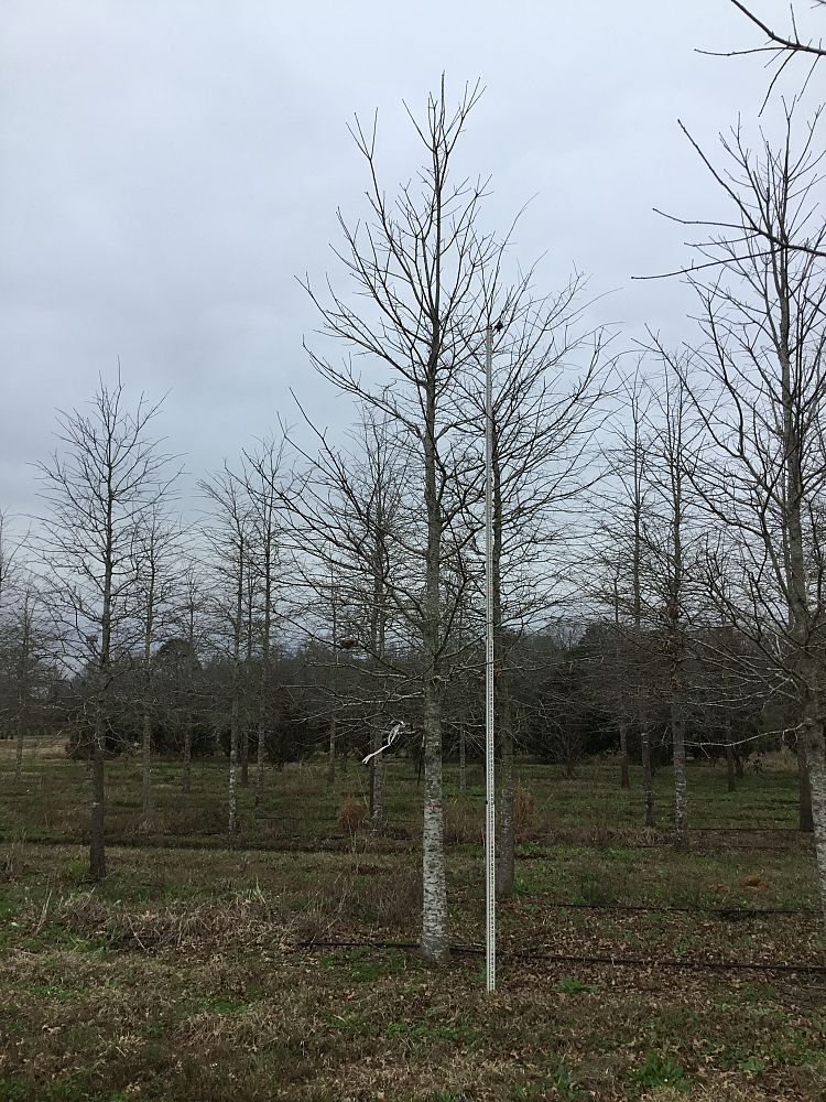 quercus-texana-nuttall-oak-quercus-nuttallii