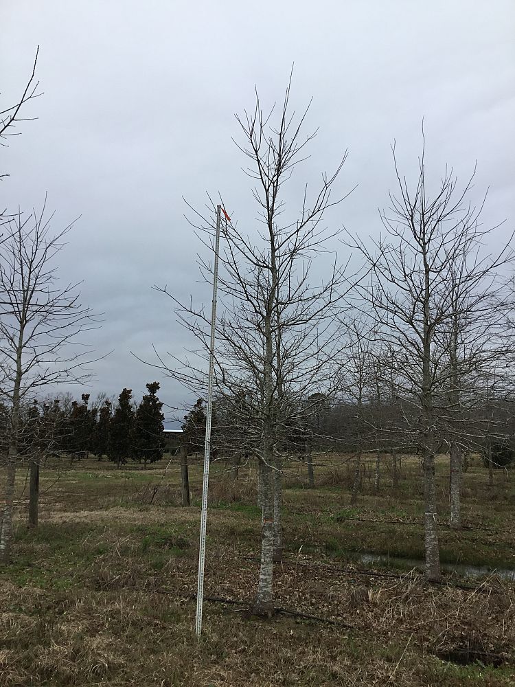 quercus-texana-nuttall-oak-quercus-nuttallii