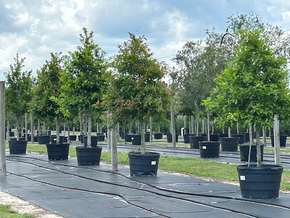 quercus-texana-nuttall-oak-quercus-nuttallii