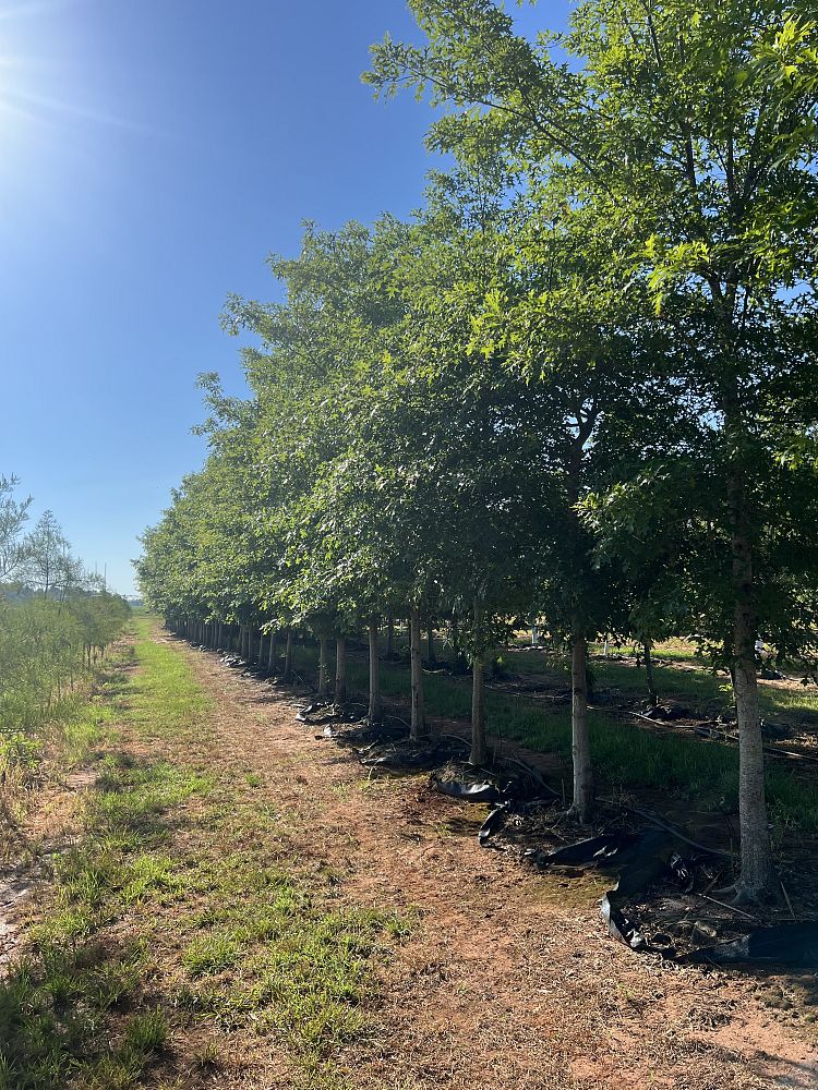 quercus-texana-nuttall-oak-quercus-nuttallii