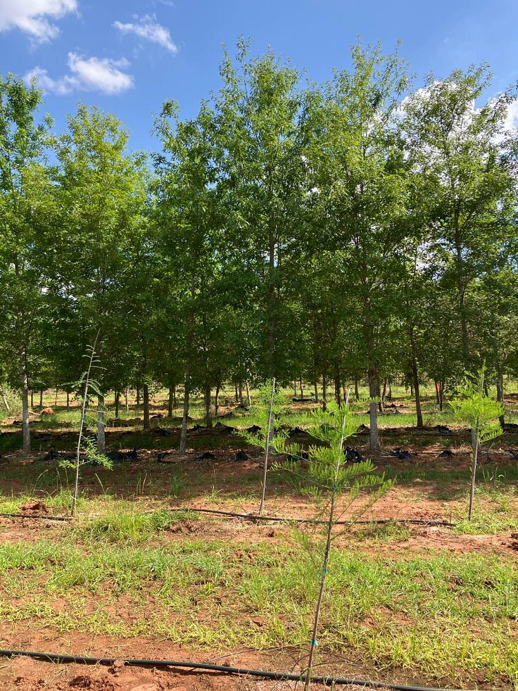 quercus-texana-nuttall-oak-quercus-nuttallii