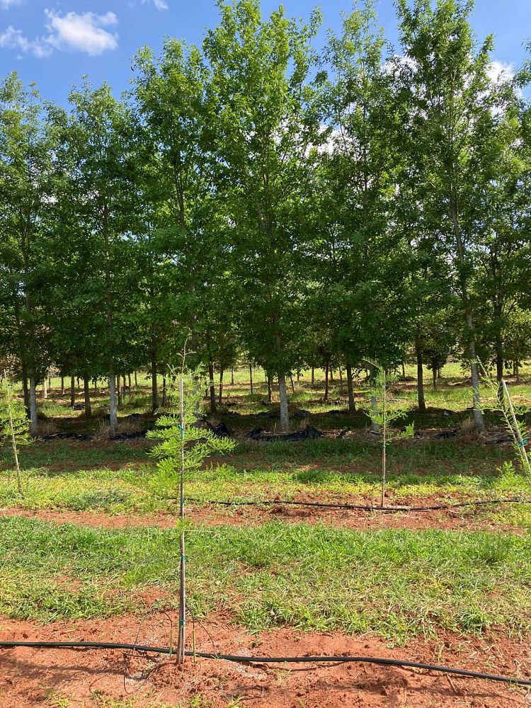 quercus-texana-nuttall-oak-quercus-nuttallii
