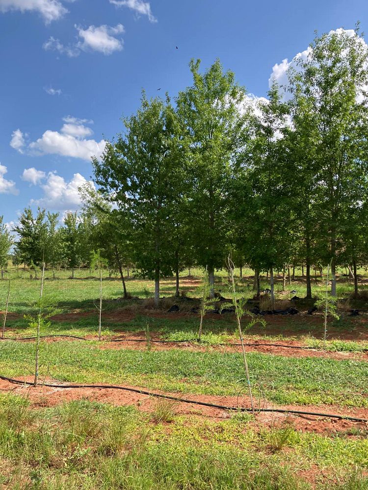 quercus-texana-nuttall-oak-quercus-nuttallii