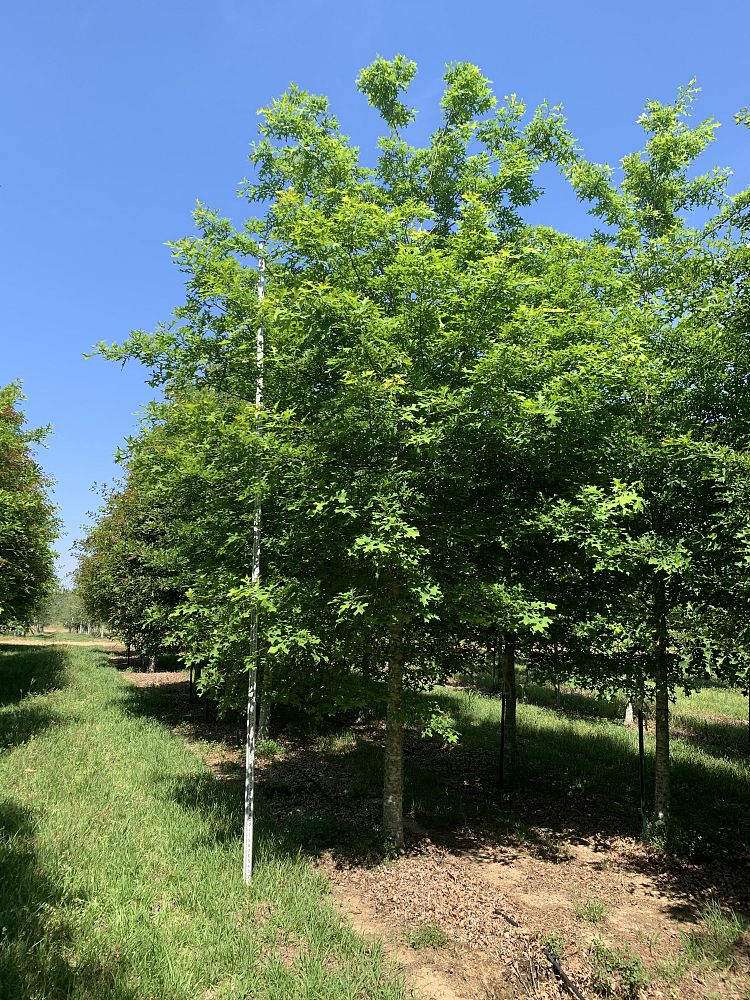 quercus-texana-nuttall-oak-quercus-nuttallii