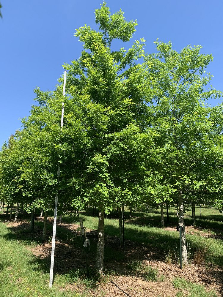 quercus-texana-nuttall-oak-quercus-nuttallii