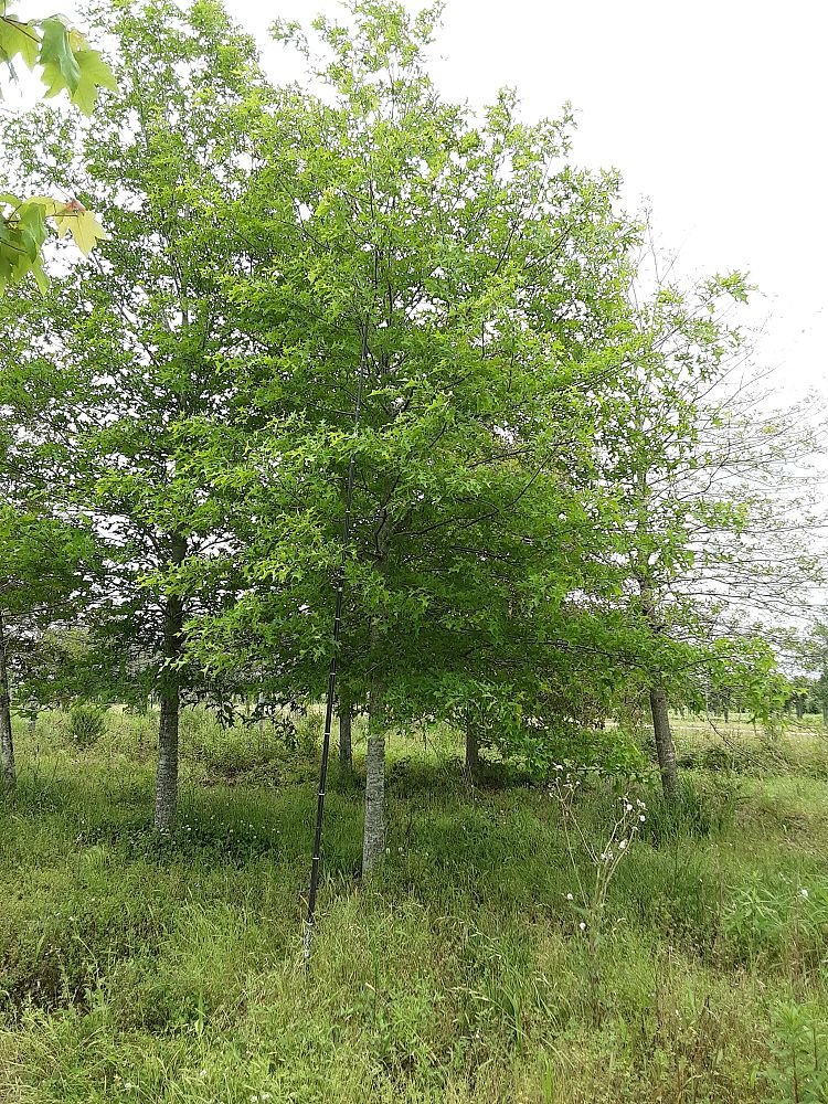 quercus-texana-nuttall-oak-quercus-nuttallii
