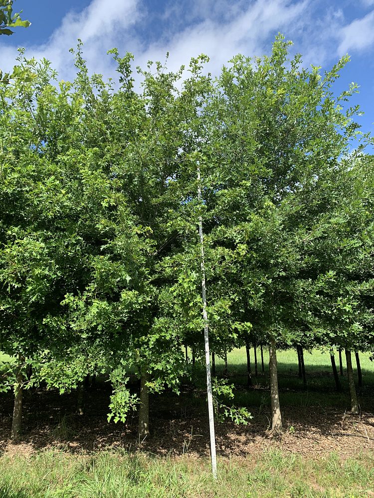 quercus-texana-nuttall-oak-quercus-nuttallii